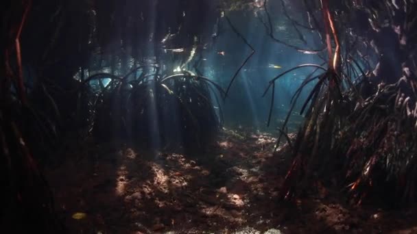 日光の梁は青い水のマングローブ林の林冠をフィルター処理し Raja Ampat インドネシアで暗い 水中の影に陥る この地域港湾臨時海洋生物多様性 — ストック動画