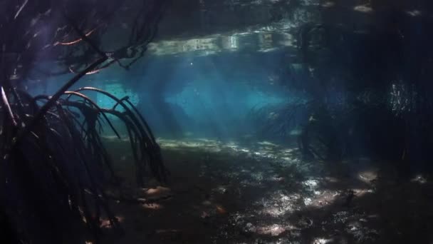 Travi Luce Filtrano Attraverso Baldacchino Una Foresta Mangrovie Acqua Blu — Video Stock