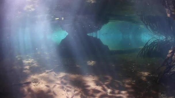 Lumière et ombres dans la forêt de mangroves d'eau bleue — Video