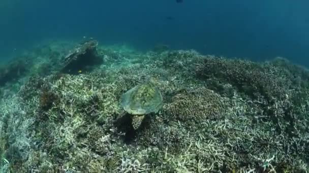 玳瑁海龟在印度尼西亚 — 图库视频影像