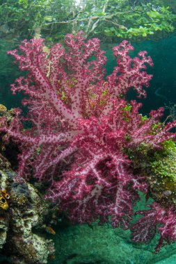 Raja Ampat kireçtaşı Island'da kenarı boyunca renkli yumuşak mercanlar büyümek. Bu tropikal bölge deniz biyoçeşitliliği nedeniyle Mercan Üçgeni kalbinde olarak bilinir.