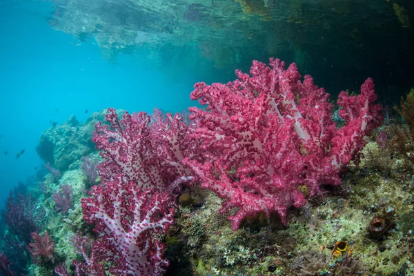 Raja Ampat Kireçtaşı Island Kenarı Boyunca Renkli Yumuşak Mercanlar Büyümek — Stok fotoğraf
