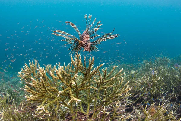 Lionfish Pterois Volitans Полює Дрібну Рибу Кораловий Риф Раджа Ampat — стокове фото