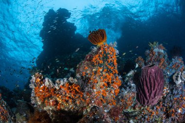 Canlı omurgasızlar Raja Ampat bir güzel mercan resif üzerinde gelişirler. Bu tropikal bölge deniz biyoçeşitliliği nedeniyle Mercan Üçgeni kalbinde olarak bilinir.