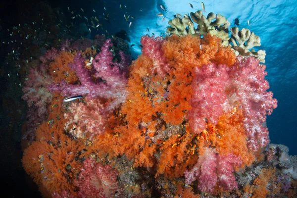 生机勃勃的软珊瑚在 Ampat 的美丽珊瑚礁上茁壮成长 由于海洋生物多样性 这个热带地区被称为珊瑚三角形的心脏 — 图库照片