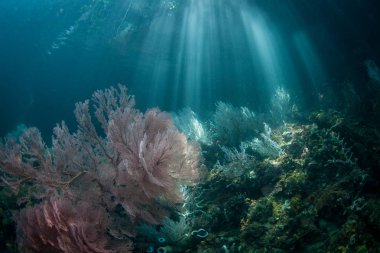 Kirişler güneş ışığı Raja Ampat içinde güzel bir mercan kayalığı aydınlatmak. Bu tropikal bölge deniz biyoçeşitliliği nedeniyle Mercan Üçgeni kalbinde olarak bilinir.