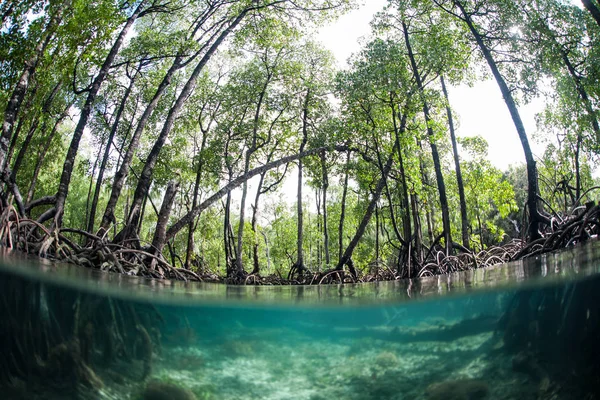 Mangroveskog Växer Kanten Avlägsen Raja Ampat Denna Tropiska Region Känd — Stockfoto