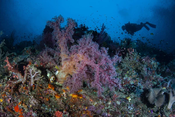 Corais Suaves Vibrantes Prosperam Belo Recife Coral Raja Ampat Esta — Fotografia de Stock