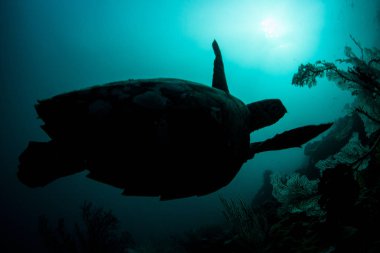 Hawksbill deniz kaplumbağası Raja Ampat Resifi'nde üzerinde yüzüyor. Bu tropikal bölge deniz biyoçeşitliliği nedeniyle Mercan Üçgeni kalbinde olarak bilinir.