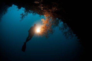 Bir tüplü dalgıç Raja Ampat, Endonezya derin bir mağarada araştırıyor. Bu şaşırtıcı bölge muhteşem deniz biyoçeşitliliği için bilinen.