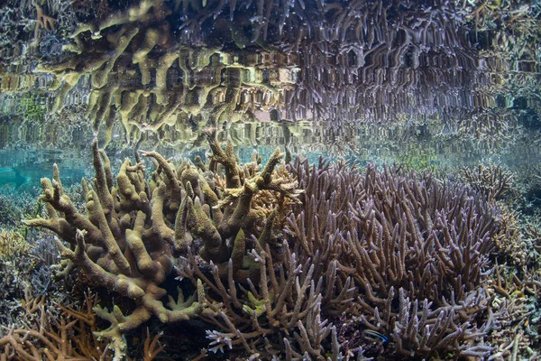 Fragile Corals Thrive Shallows Misool Raja Ampat Indonesia Tropical Region — Stock Photo, Image
