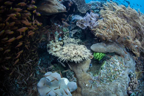 一个伪装良好的统 Wobbegong 鲨鱼藏在 Ampat 的珊瑚礁上 由于海洋生物多样性 这个热带地区被称为珊瑚三角形的心脏 — 图库照片