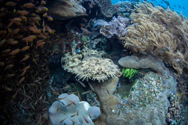 Tubarão Wobbegong Bem Camuflado Esconde Recife Coral Raja Ampat Esta — Fotografia de Stock