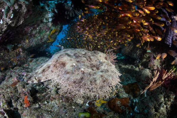 一个伪装良好的统 Wobbegong 鲨鱼藏在 Ampat 的珊瑚礁上 由于海洋生物多样性 这个热带地区被称为珊瑚三角形的心脏 — 图库照片