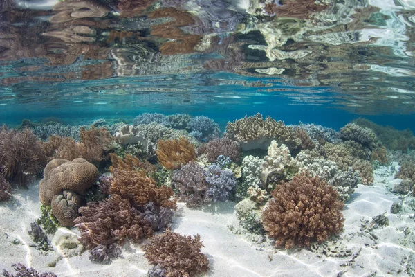 Una Barriera Corallina Poco Profonda Sana Prospera Vicino Alle Isole — Foto Stock