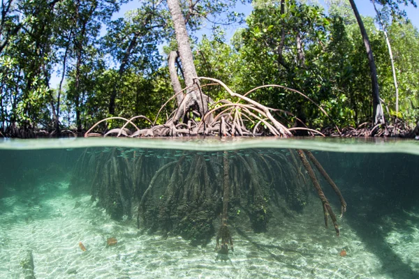 Mangrove Forest Grows Edge Remote Island Raja Ampat Tropical Region — Stock Photo, Image