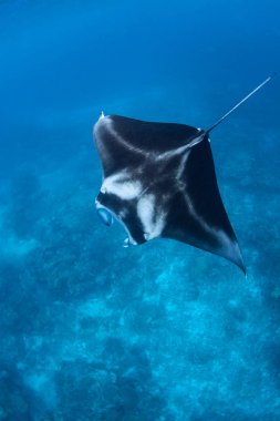 Bir manta ray, Manta alfredi, cruise ile kristal berraklığında su Raja Ampat, Endonezya. 