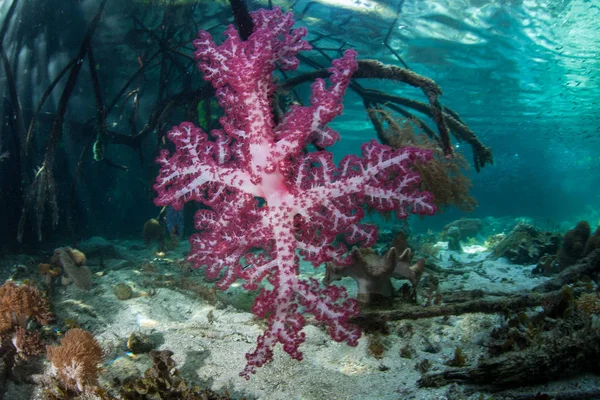 Vacker Mjuk Korall Koloni Växer Kanten Blå Vatten Mangroveskog Raja — Stockfoto