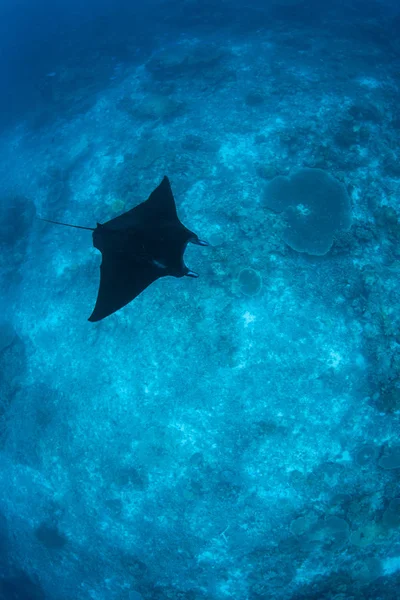 Siyah Bir Manta Ray Manta Alfredi Cruise Ile Kristal Berraklığında — Stok fotoğraf