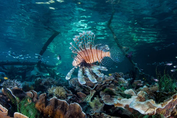 Lionfish Pterois Volitans Ширяє Над Дрібної Коралових Рифів Раджа Ampat — стокове фото