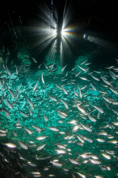 Una Gran Escuela Scad Nada Debajo Embarcadero Raja Ampat Indonesia —  Fotos de Stock