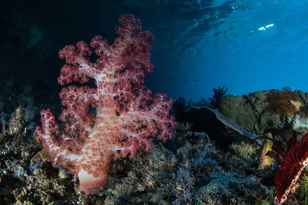 A colorful soft coral colony thrives on a beautiful coral reef in Raja Ampat, Indonesia. This tropical region is known as the heart of the Coral Triangle due to its marine biodiversity.