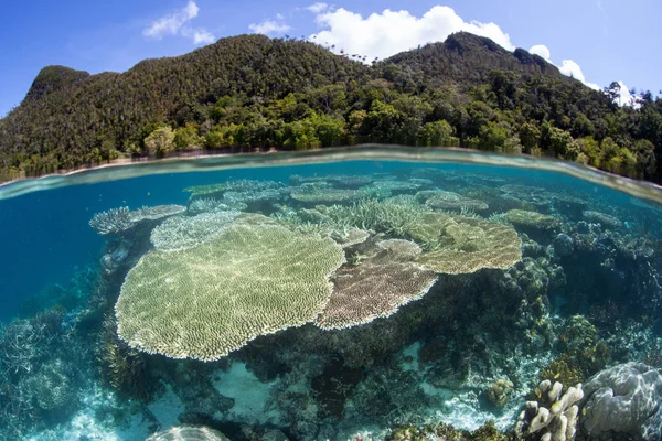 Hermosos Corales Arrecifales Crecen Arrecife Poco Profundo Raja Ampat Indonesia — Foto de Stock