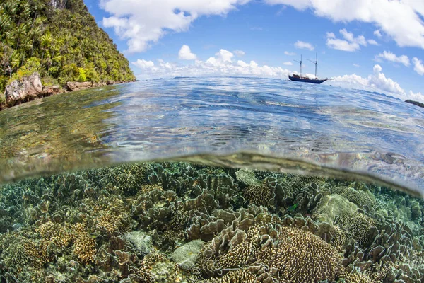 美しい礁建物の珊瑚は Raja Ampat インドネシアの浅い岩礁で育ちます この熱帯地域は コーラル トライ アングル 海洋の生物多様性のための中心として知られています — ストック写真