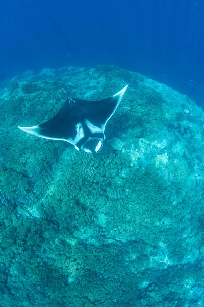 Ένα Ωκεάνιο Ray Manta Manta Birostris Κρουαζιέρες Κατά Διάρκεια Ενός — Φωτογραφία Αρχείου