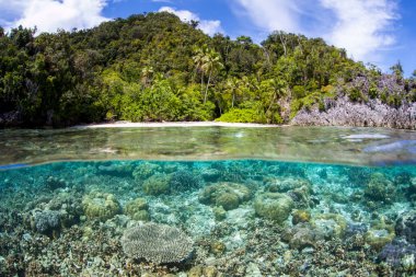 Raja Ampat, Endonezya uzak bir beach civarındaki sığ bir resif üzerinde güzel mercan büyümek. Bu tropikal bölge deniz biyoçeşitliliği nedeniyle Mercan Üçgeni kalbinde olarak bilinir.