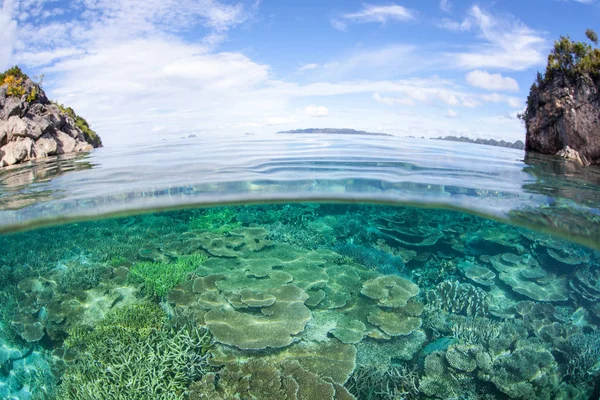 美しい礁建物の珊瑚は Raja Ampat インドネシアの浅い岩礁で育ちます この熱帯地域は コーラル トライ アングル 海洋の生物多様性のための中心として知られています — ストック写真