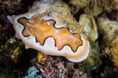 Endonezya 'daki Komodo Ulusal Parkı' nda deniz tabanında sürünen güzel bir çıplak dal, Chromodoris coi.. 