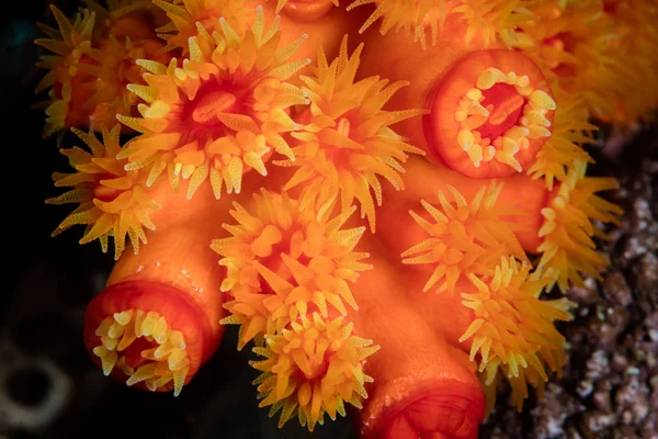 Coralli Coppa Dai Colori Vivaci Tubastrea Crescono Una Bellissima Barriera — Foto Stock