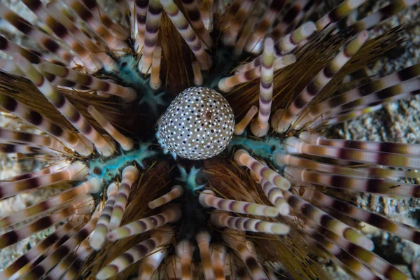 Detail Urchin Anal Sac Echinothrix Sits Coral Reef Komodo National — Stock Photo, Image