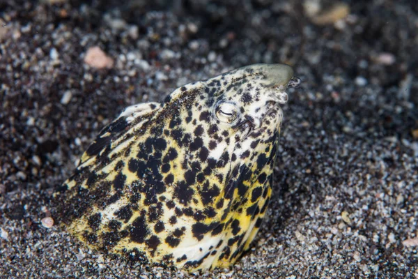 Uma Enguia Cobra Marmóreo Arranca Cabeça Uma Encosta Areia Vulcânica — Fotografia de Stock