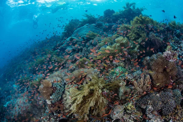 Recife Coral Saudável Colorido Prospera Meio Bela Paisagem Marinha Tropical — Fotografia de Stock