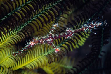 Renkli bir Süslü Hayalet boru balığı, Solenostomus paradoksu, Endonezya 'daki Komodo Ulusal Parkı' ndaki bir mercan resifi üzerinde süzülür. Küçük Sunda Adaları 'nın bu bölümü olağanüstü deniz biyolojik çeşitliliğine sahiptir..