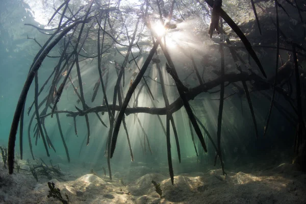 Jasné Paprsky Slunečního Světla Pronikají Podmořskými Stíny Mangrovového Lesa Indonéském — Stock fotografie