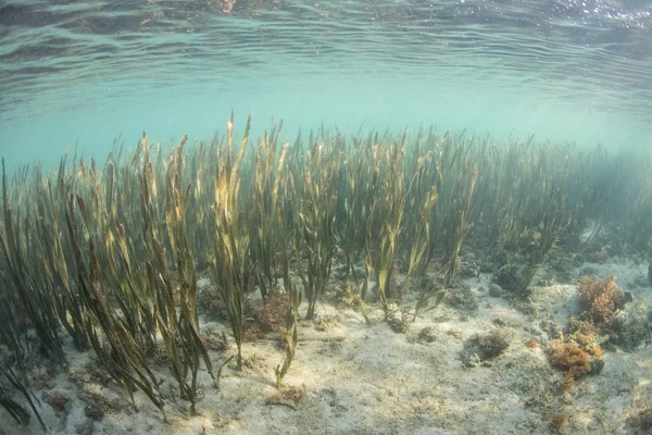 Leito Seagrass Saudável Oferece Habitat Para Peixes Pequenos Invertebrados Parque — Fotografia de Stock