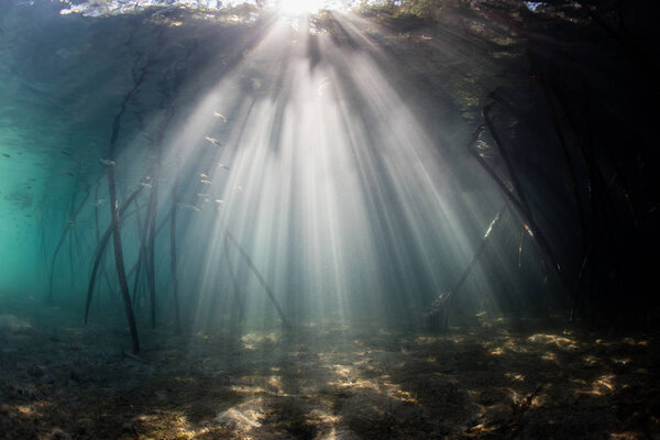 Bright beams of sunlight pierce the underwater shadows of a mangrove forest in Komodo National Park, Indonesia. This part of the Lesser Sunda Islands harbors extraordinary marine biodiversity.