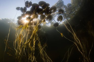 Güneş ışığı, Massachusetts Cape Cod 'daki bir tatlı su göletindeki nilüferlerin örtüsünü deliyor. Göletler ve göller geniş çeşitlilikte su bitkileri ve vahşi yaşam için yaşam alanı sunar..