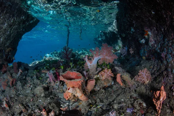 在印度尼西亚拉亚安帕塔美丽的热带海景中 一个由软珊瑚和海绵组成的健康多彩的珊瑚礁茁壮成长 这个偏远地区以其非凡的海洋生物多样性而闻名 — 图库照片