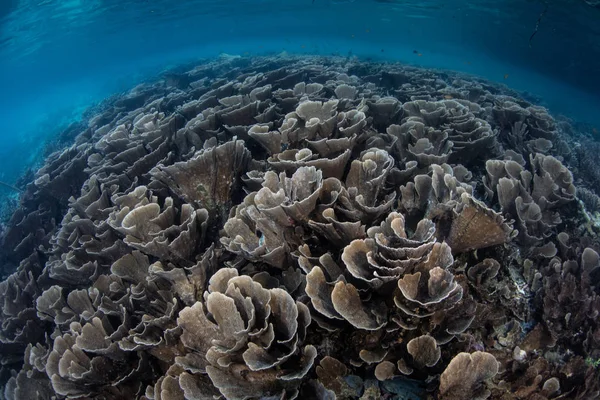 Fragile Coral Reef Thrives Beautiful Tropical Seascape Raja Ampat Indonesia — Stock Photo, Image