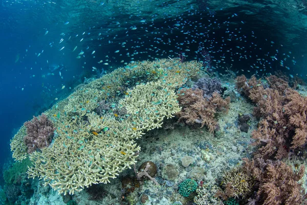 Healthy Colorful Coral Reef Thrives Beautiful Tropical Seascape Raja Ampat — Stock Photo, Image