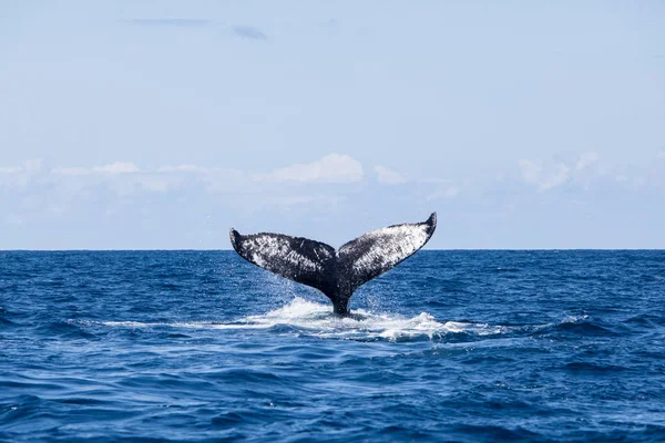Uma Baleia Jubarte Megaptera Novaeangliae Ergue Seu Poderoso Verme Para — Fotografia de Stock