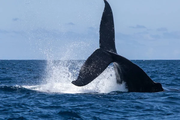 Humpback Whale Megaptera Novaeangliae Raises Its Powerful Fluke Out Sea — Stock Photo, Image