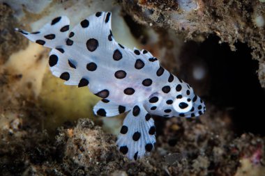Genç bir kambur balina avcısı, Cromileptes altivelis, Endonezya 'nın Lembeh Boğazı' nda deniz tabanında geziniyor. Bu ayırt edici balıklar son derece göz alıcı..