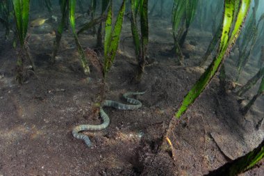 Bir deniz yılanı Endonezya 'daki Komodo Ulusal Parkı' nda deniz tabanında sürünüyor. Bu tür en eski deniz yılanı familyasındadır ve zehirli değildir..