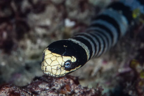 Laticauda Colubrina Krait Marinho Banda Nada Sobre Fundo Mar Estreito — Fotografia de Stock