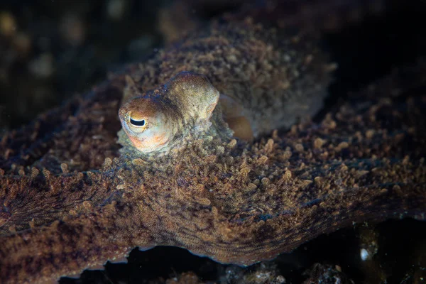 Ένα Άγνωστο Χταπόδι Octopus Εξερευνά Την Αμμώδη Βυθό Του Lembeh — Φωτογραφία Αρχείου